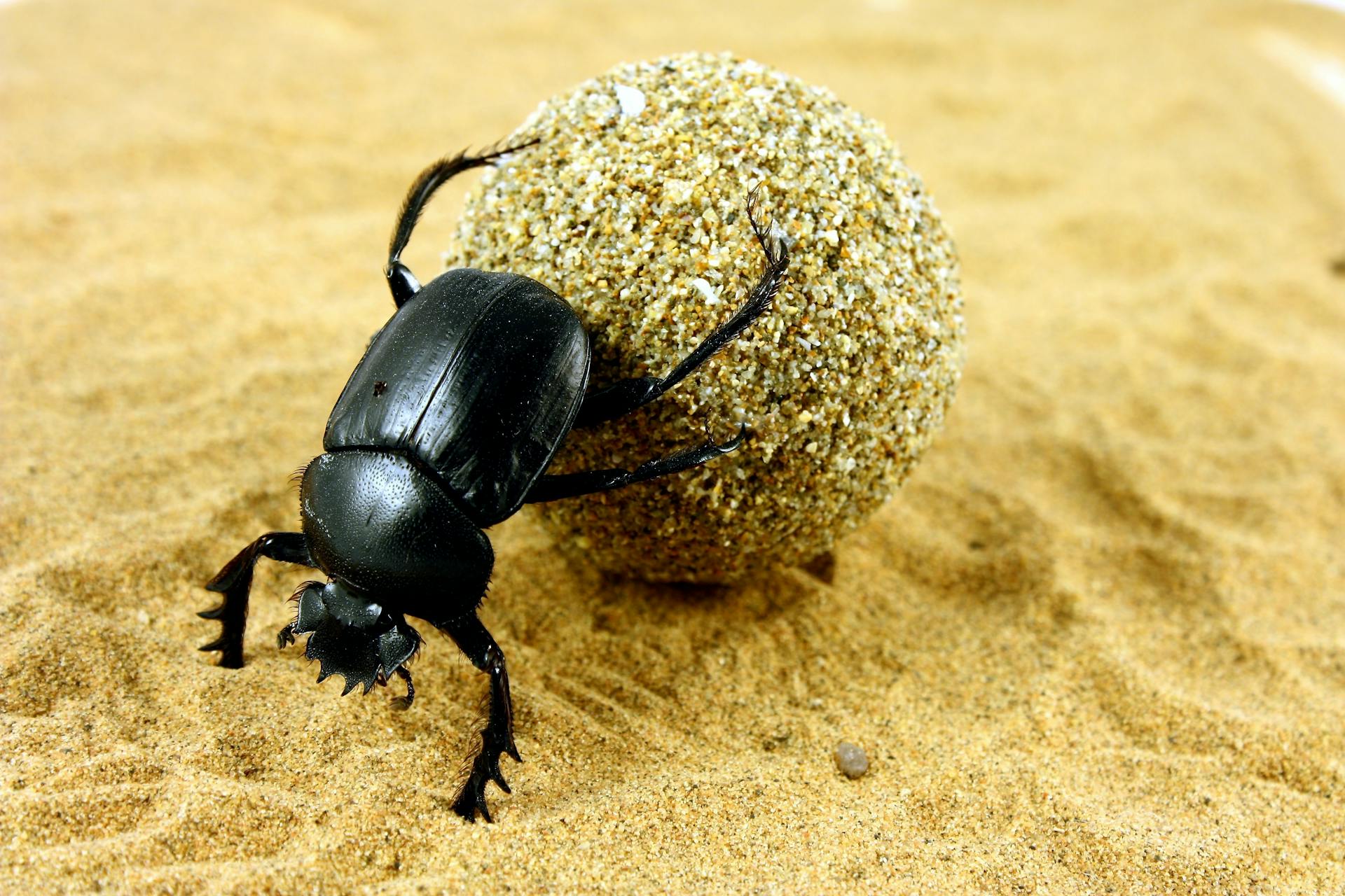 Dyngbagge som rullar en boll med dynga bakom sig Dyngbagge som rullar en boll med dynga bakom sig