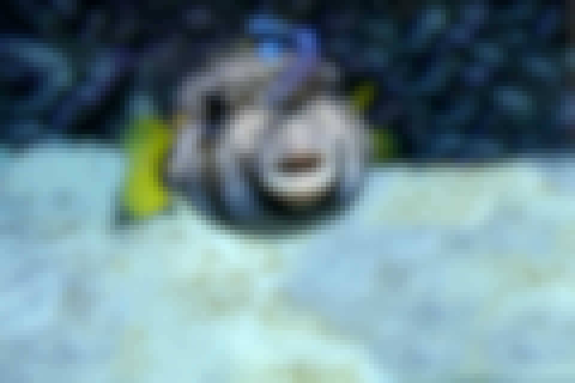 Putsarfisken Putsarfisken