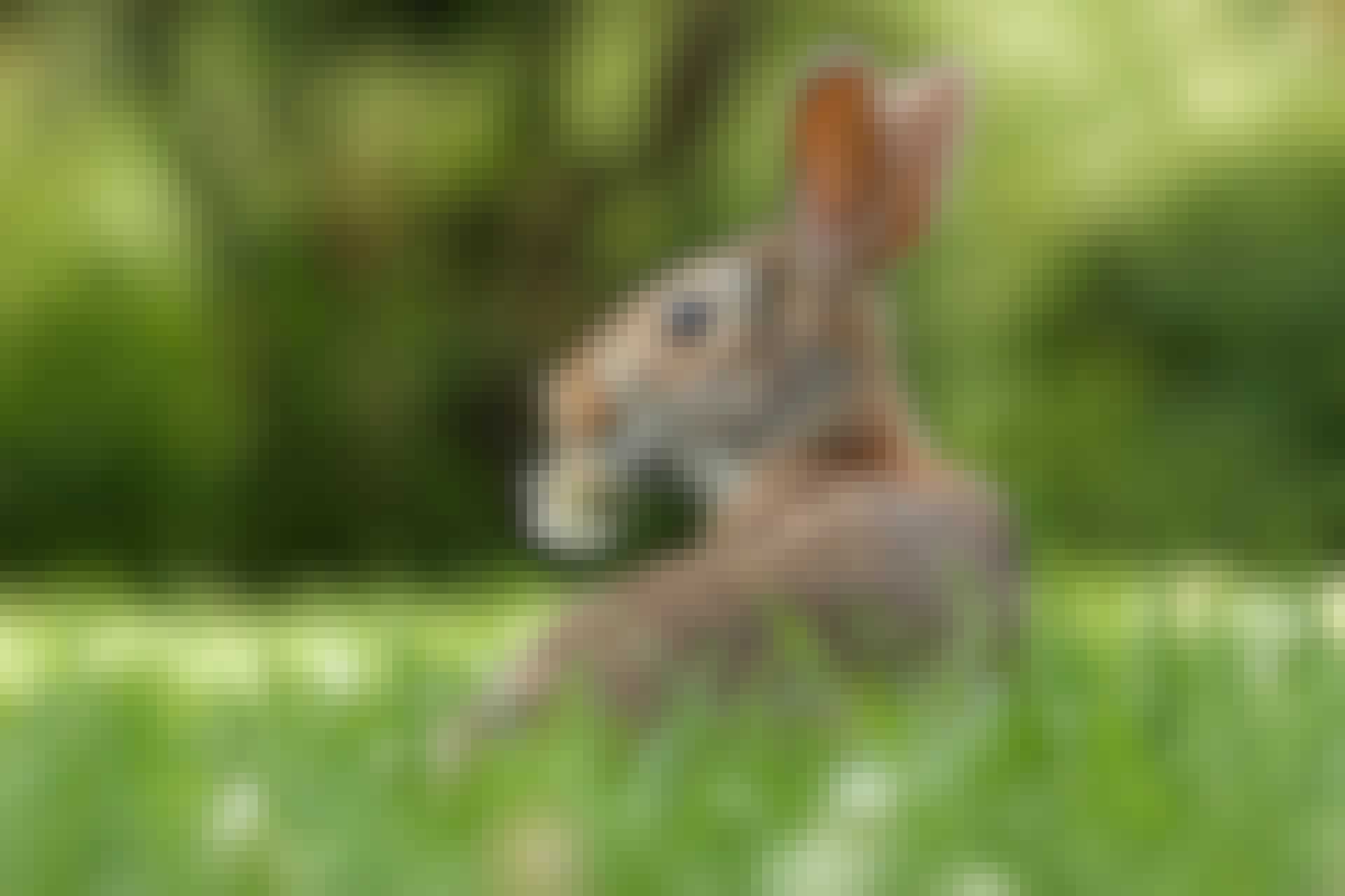 Easter bunny Easter bunny