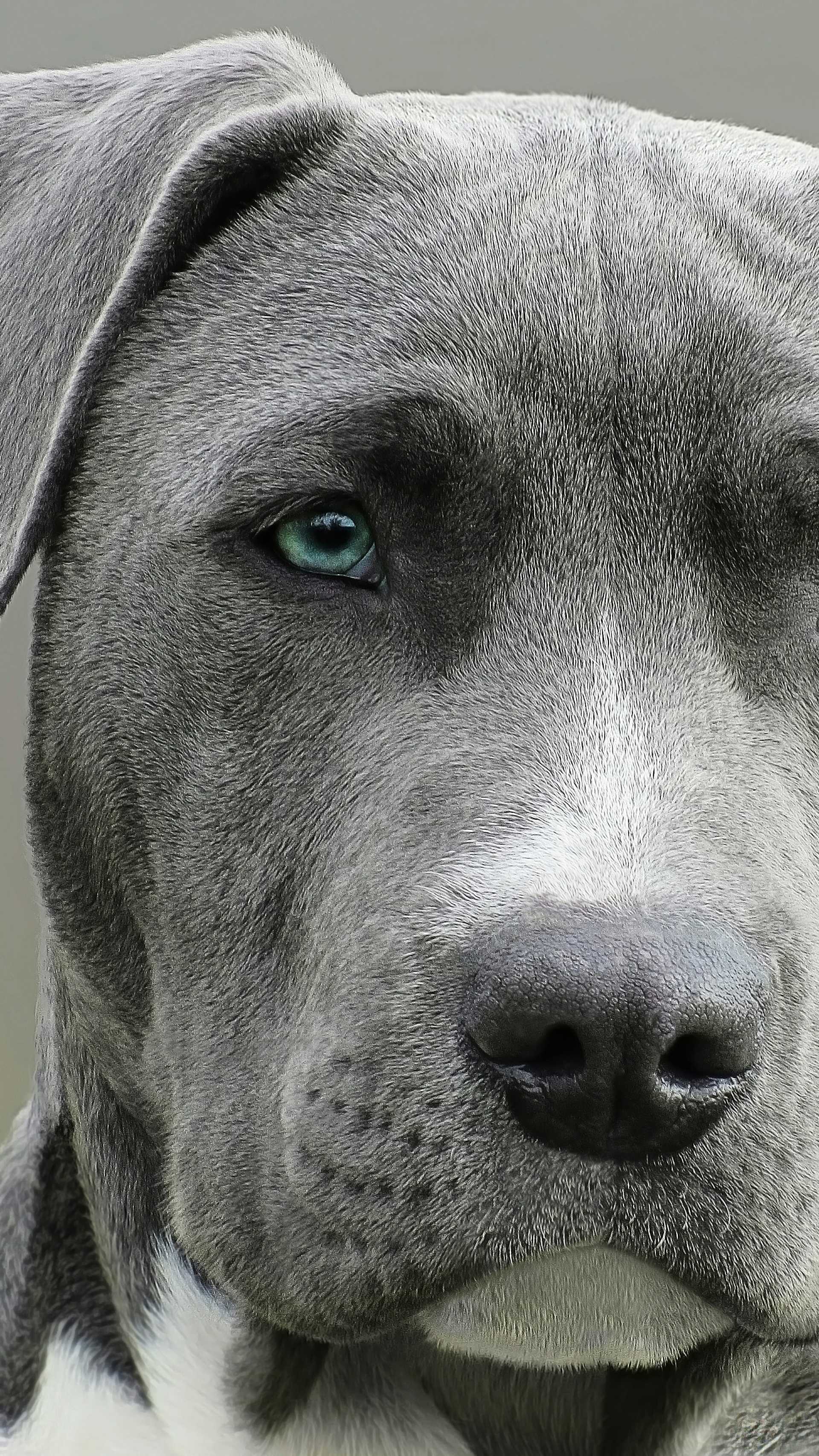 her er de klogeste hunde og de dummeste illvid dk