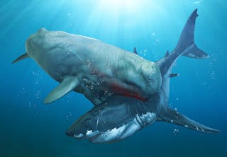 Maailman suurimmat eläimet