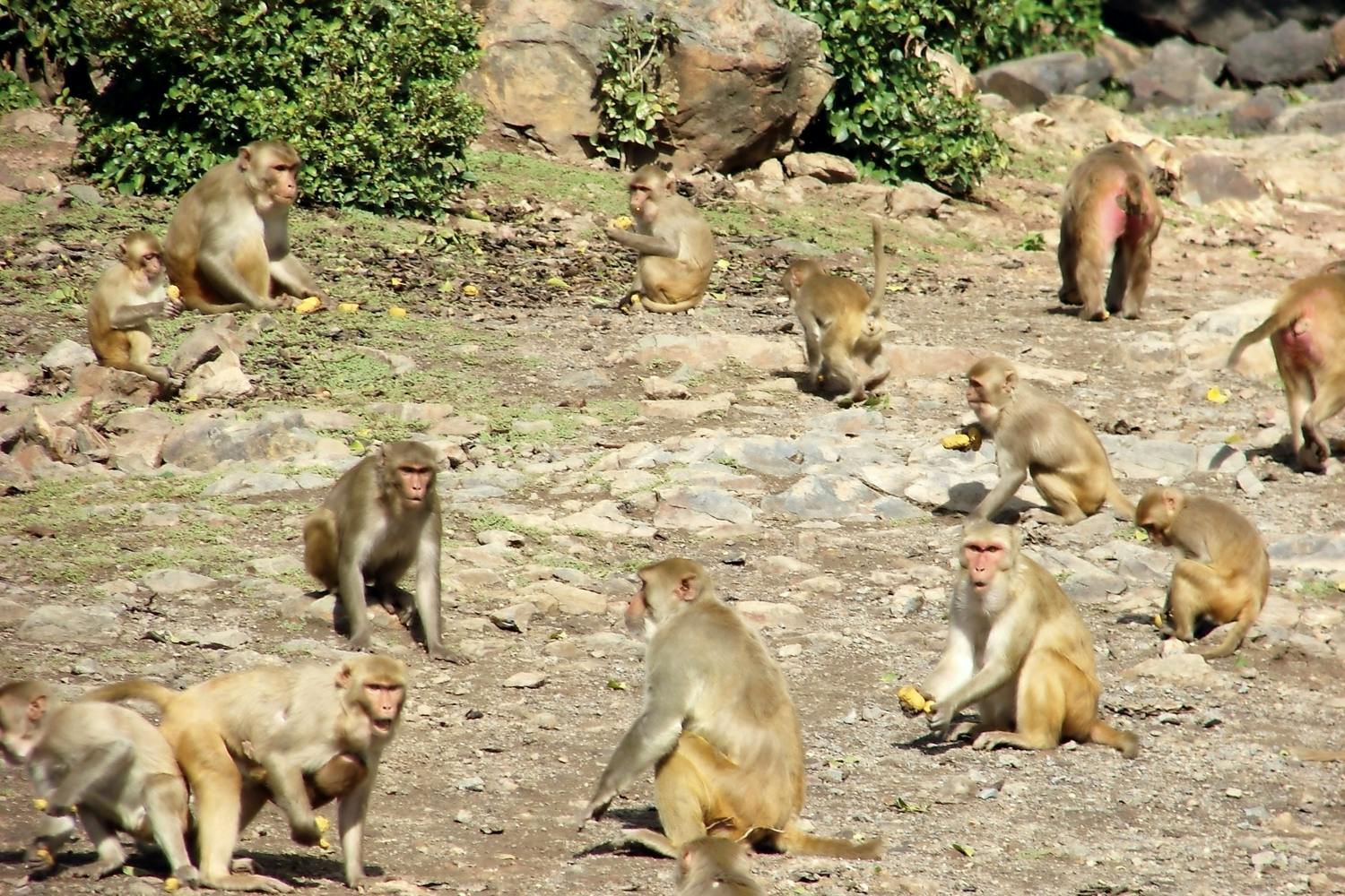 rhesus monkeys rhesus monkeys