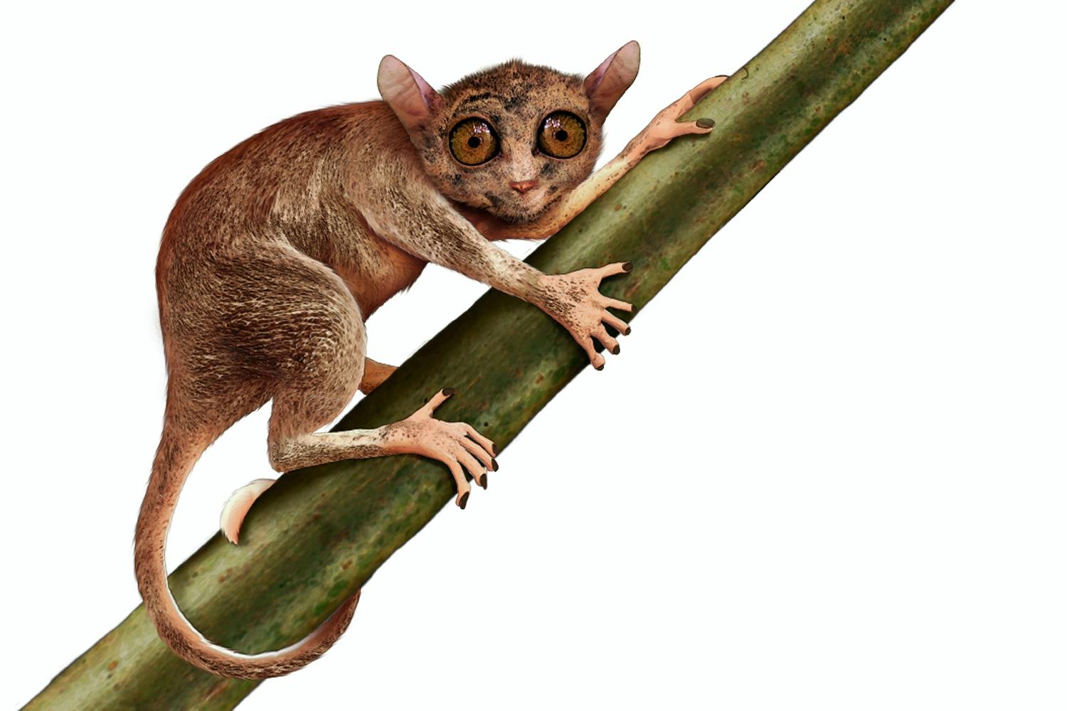 Siamopithecus Siamopithecus