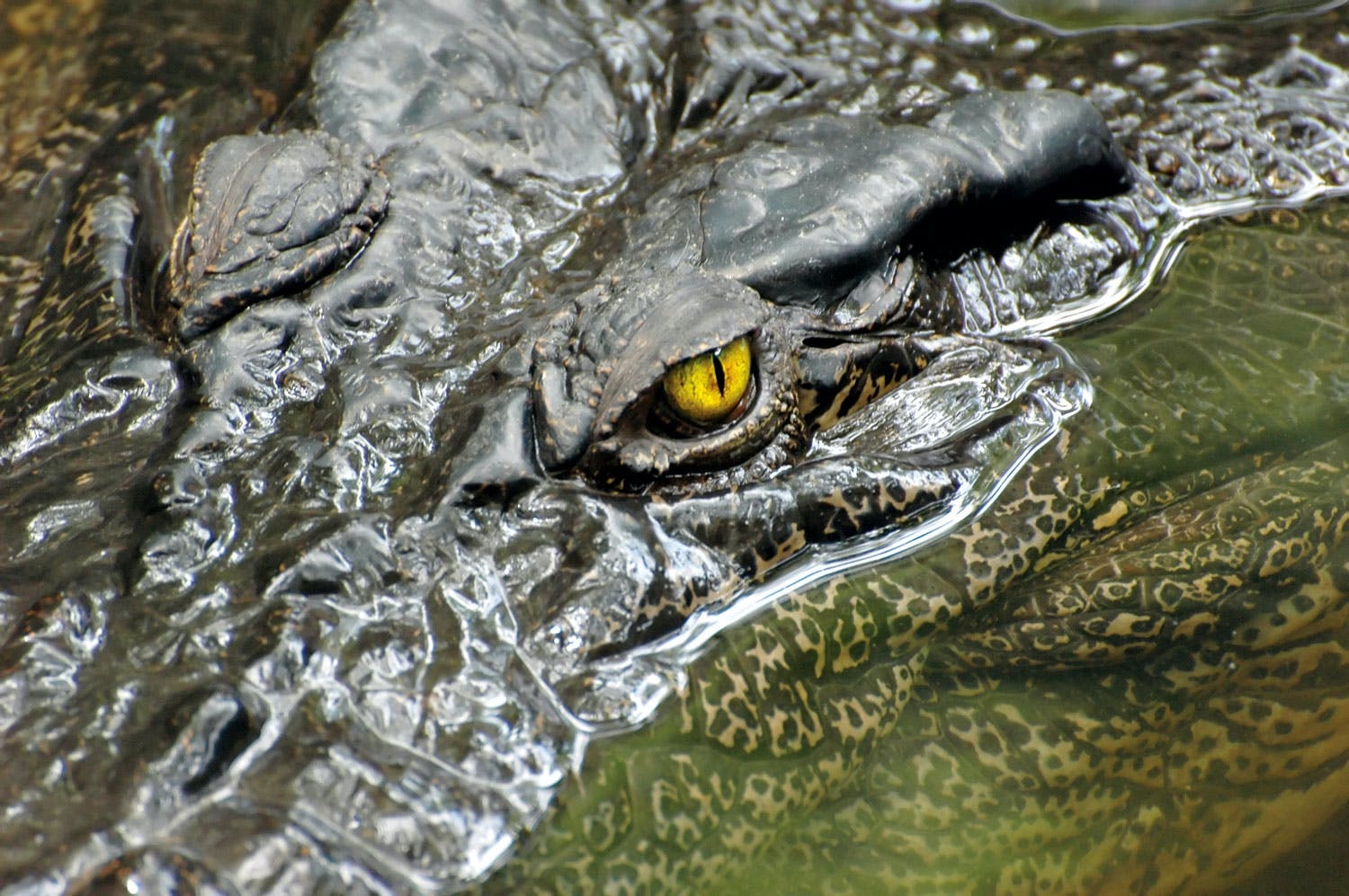 Crocodile close-up Crocodile close-up