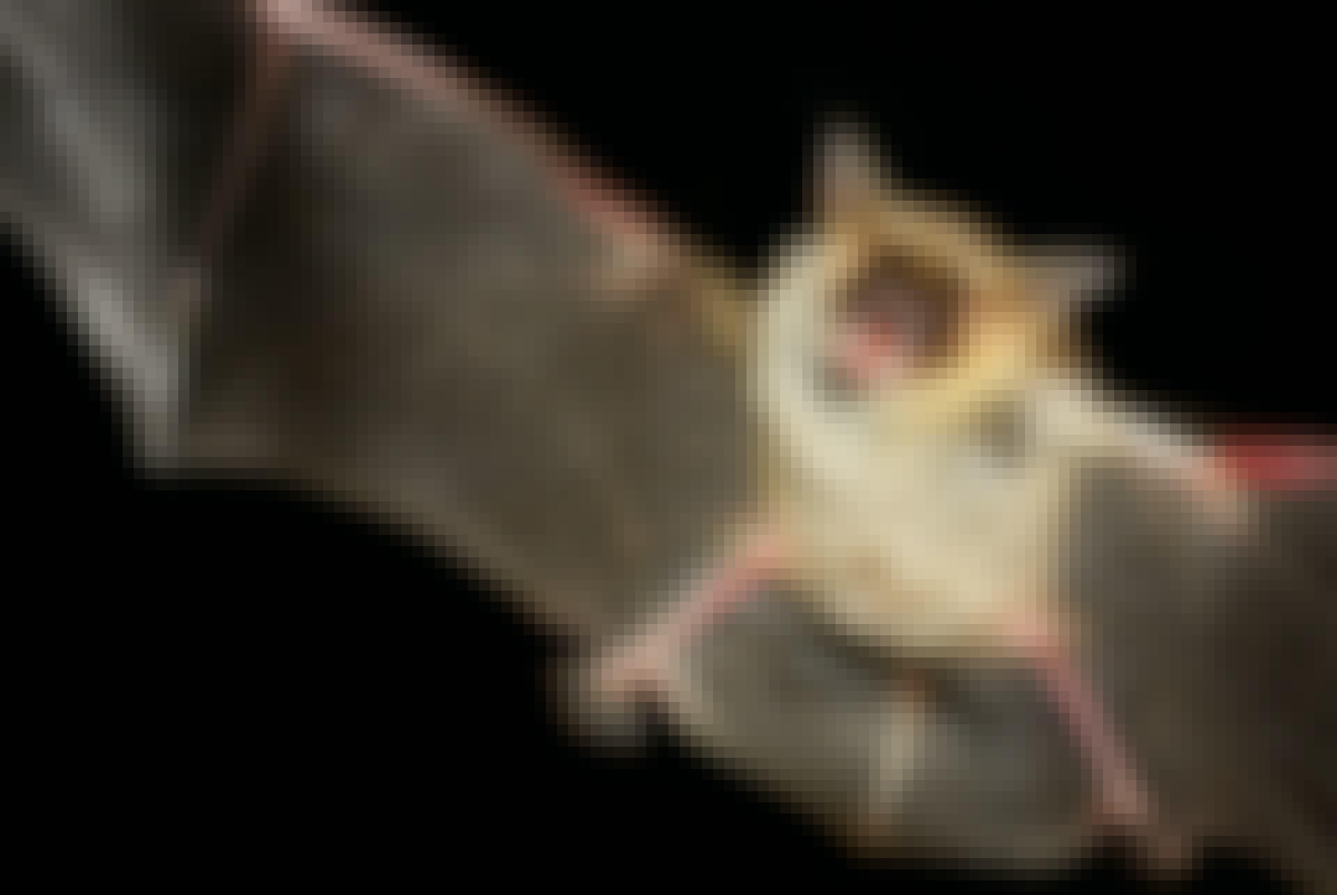 shutterstock_365129159 Dracula