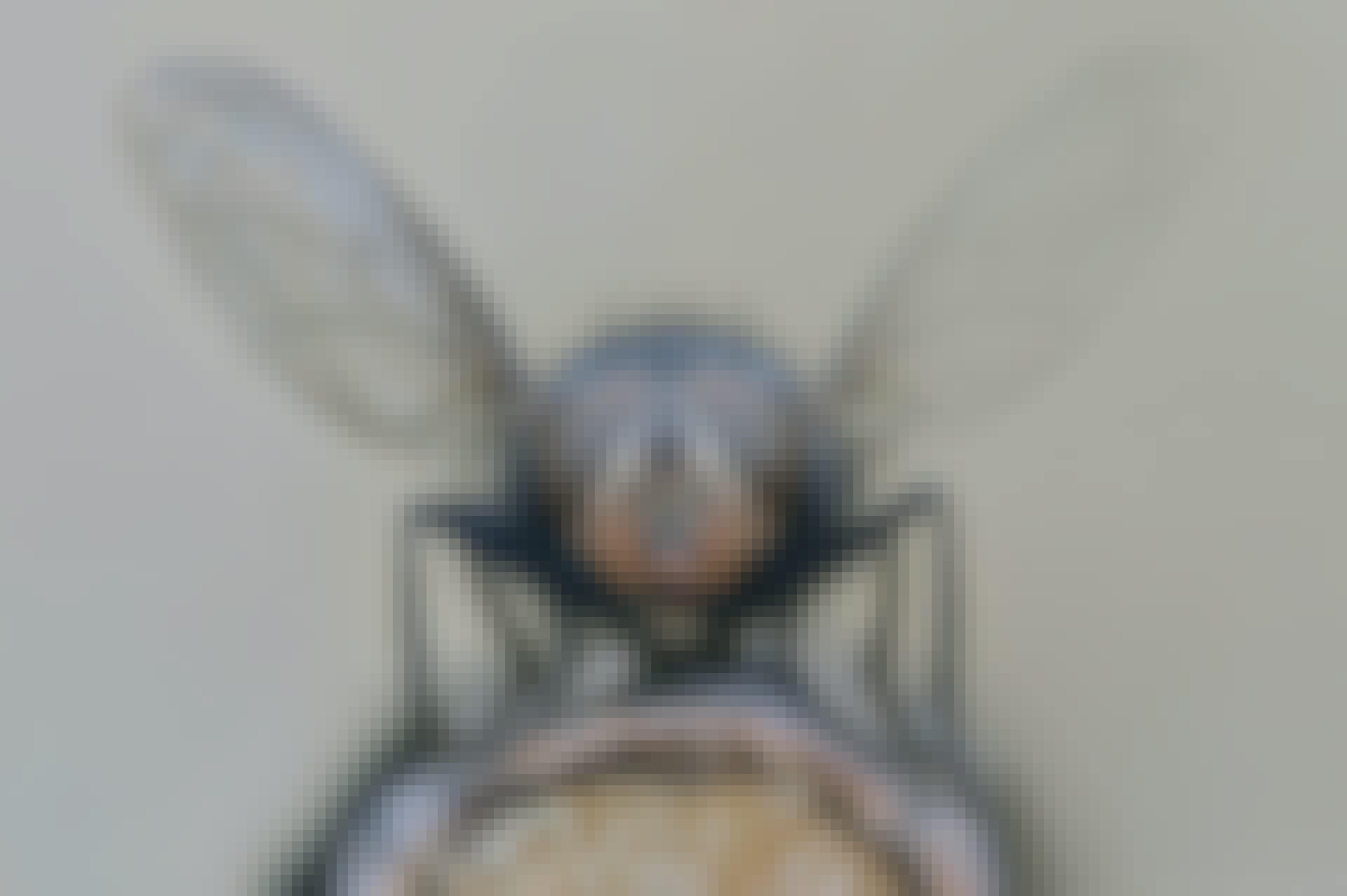 Fluga med utvecklade vingar Fluga med utvecklade vingar