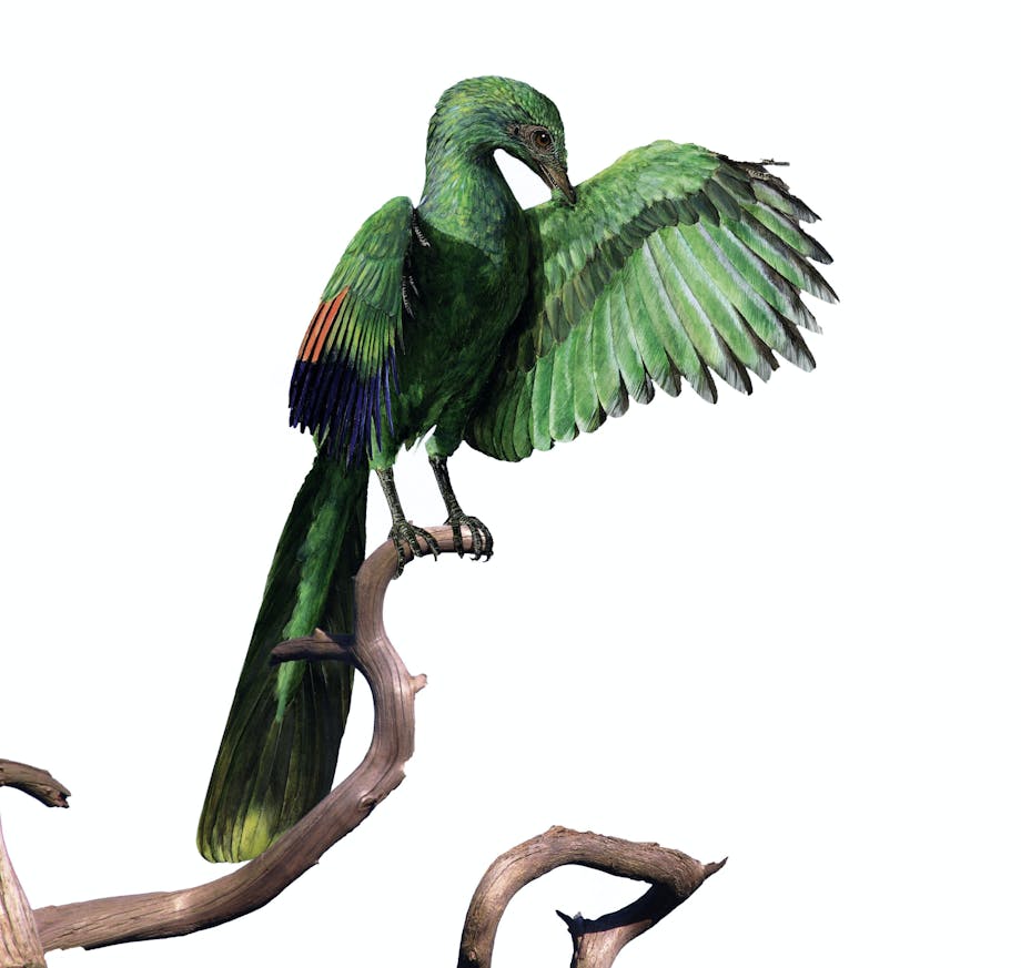 Archaeopteryx, 's werelds eerste vogel Archaeopteryx, 's werelds eerste vogel