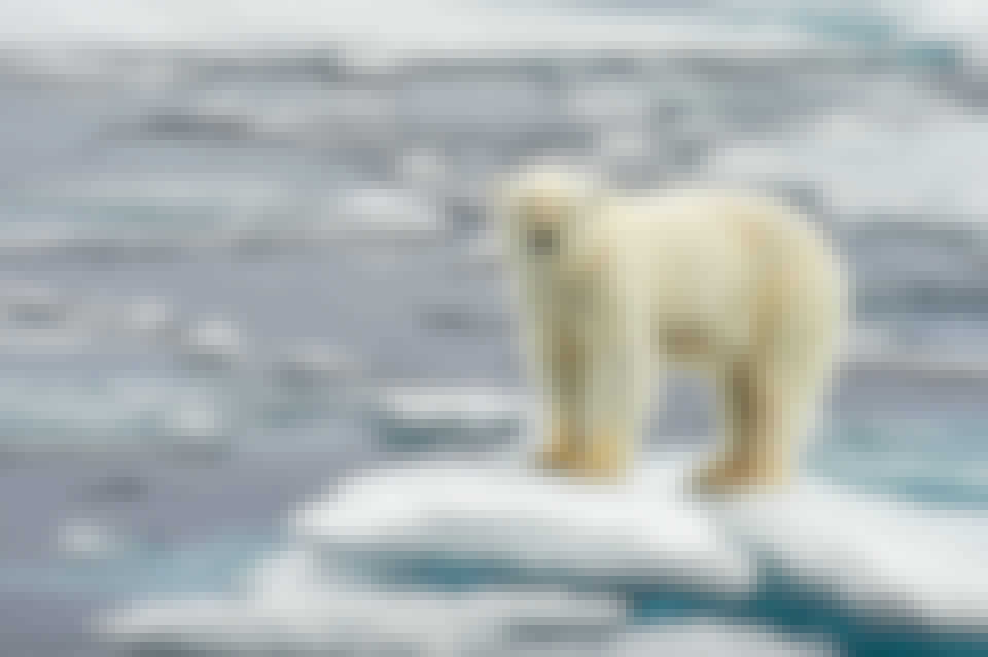 Den globala uppvärmningen - Isbjörn Den globala uppvärmningen - Isbjörn