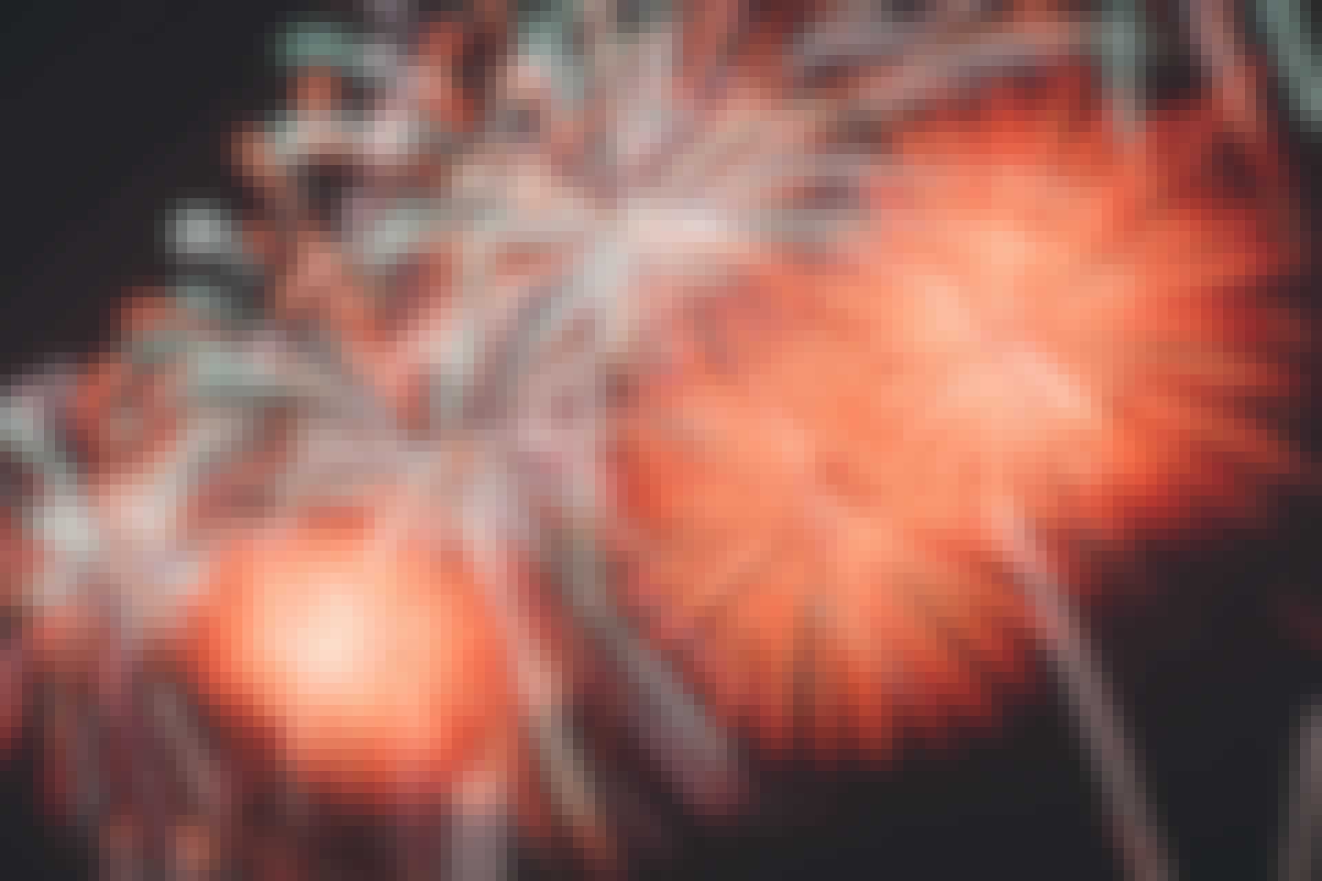 joseph-chan-303746-unsplash