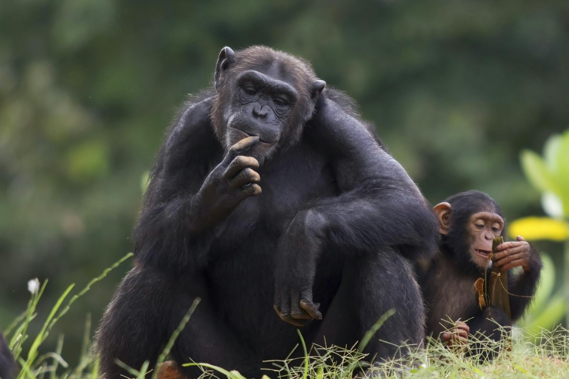 Chimpanse Chimpanse