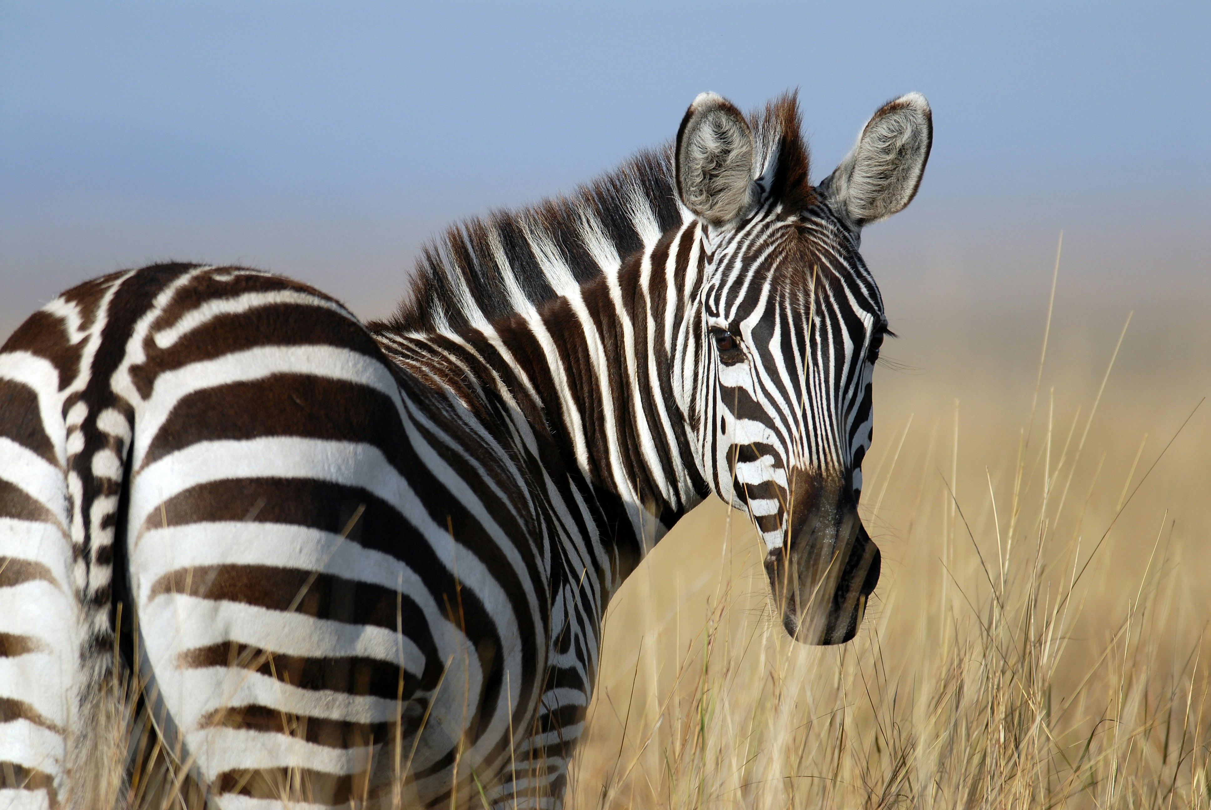 Kan En Hest Og En Zebra Få Et Føl Sammen Illviddk