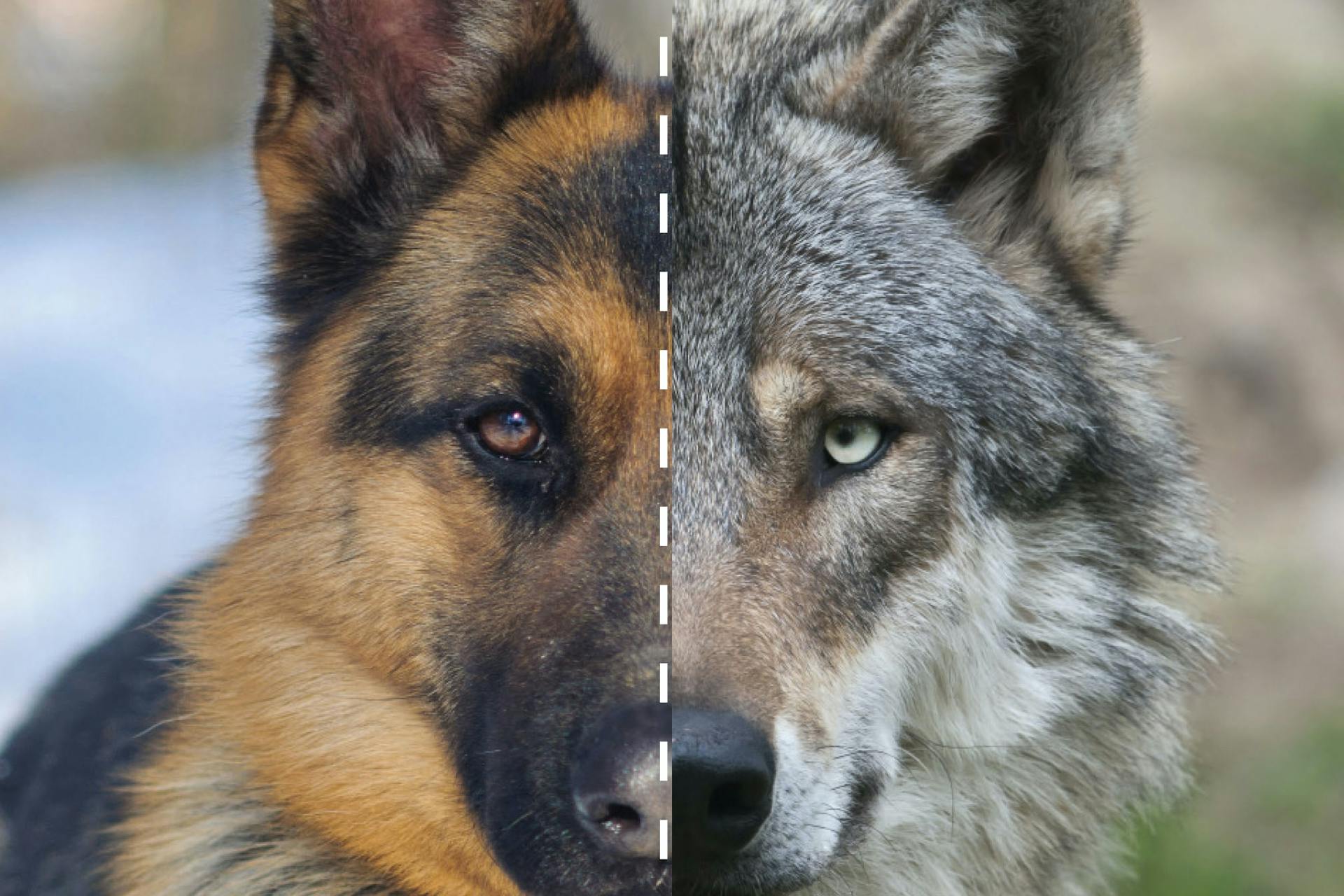 Zijn alle honden familie van de wolf? Zijn alle honden familie van de wolf?