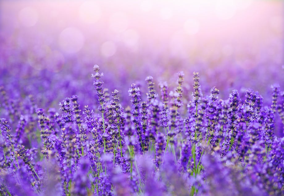 in_slaap_vallen_lavendel in_slaap_vallen_lavendel