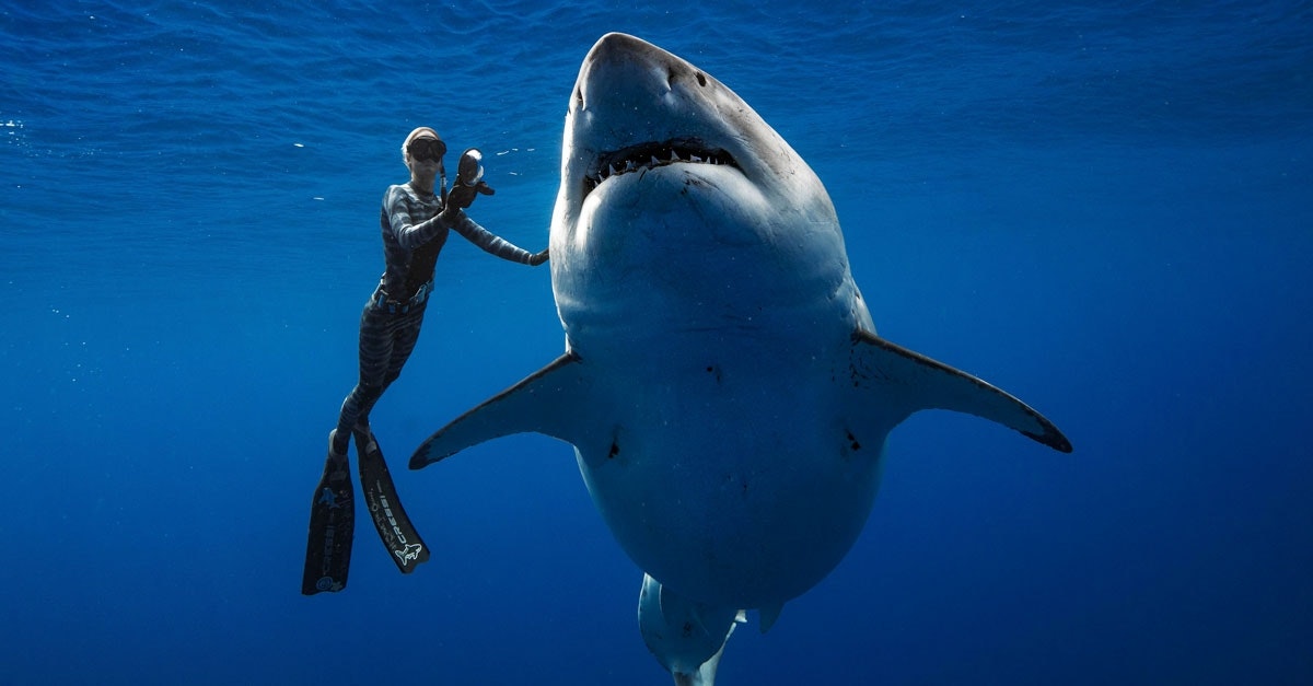 ’s Werelds grootste witte haai – Bekijk de 6 meter lange witte haai