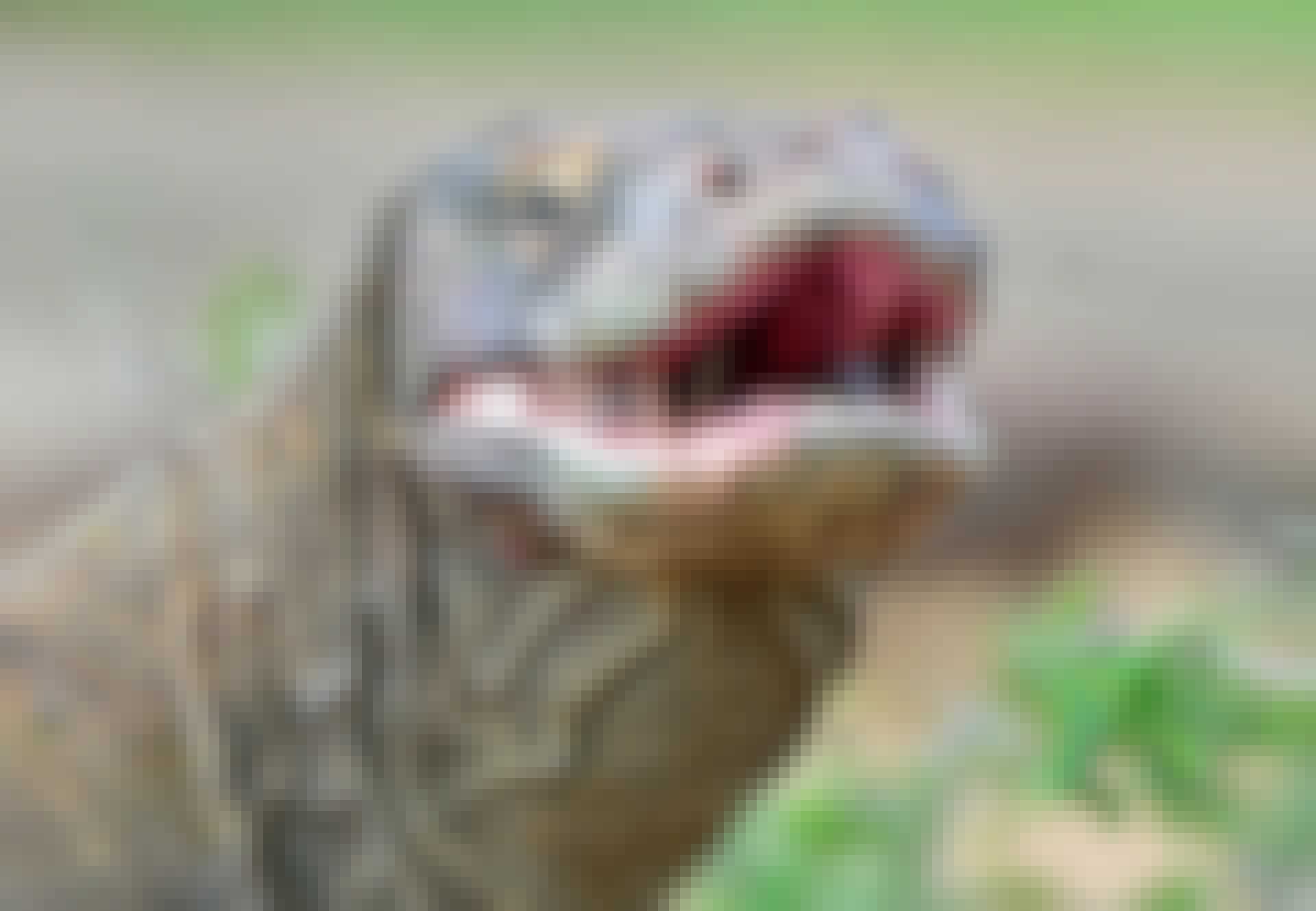 komodpo Komodo