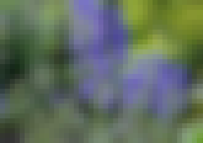 Stormhatten er en meget giftig plante Stormhatten er en meget giftig plante