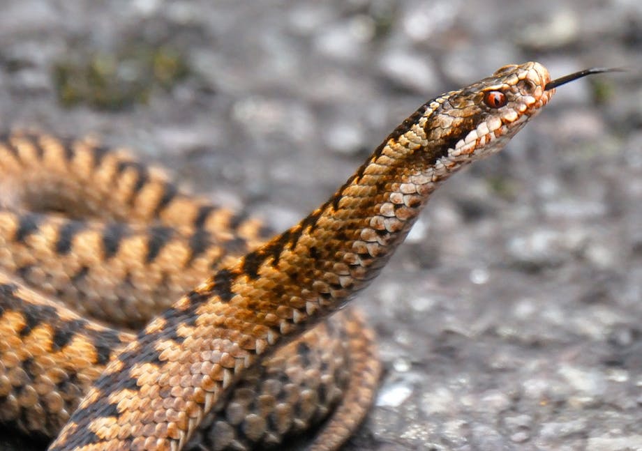 7 giftige planter og dyr i sommerens Nordeuropa | Illvid.dk