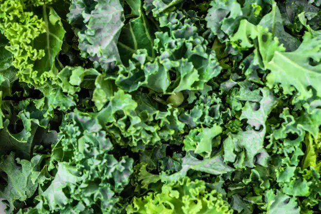 Grøn urin kan skyldes indtagelse af grønkål