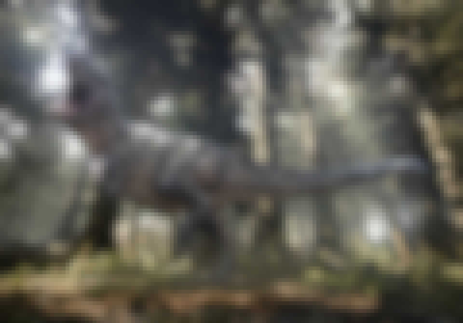 Dinosaurier Dinosaurier