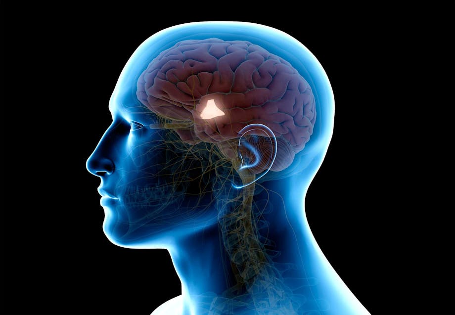hypothalamus temperaturregulering hypothalamus temperaturregulering