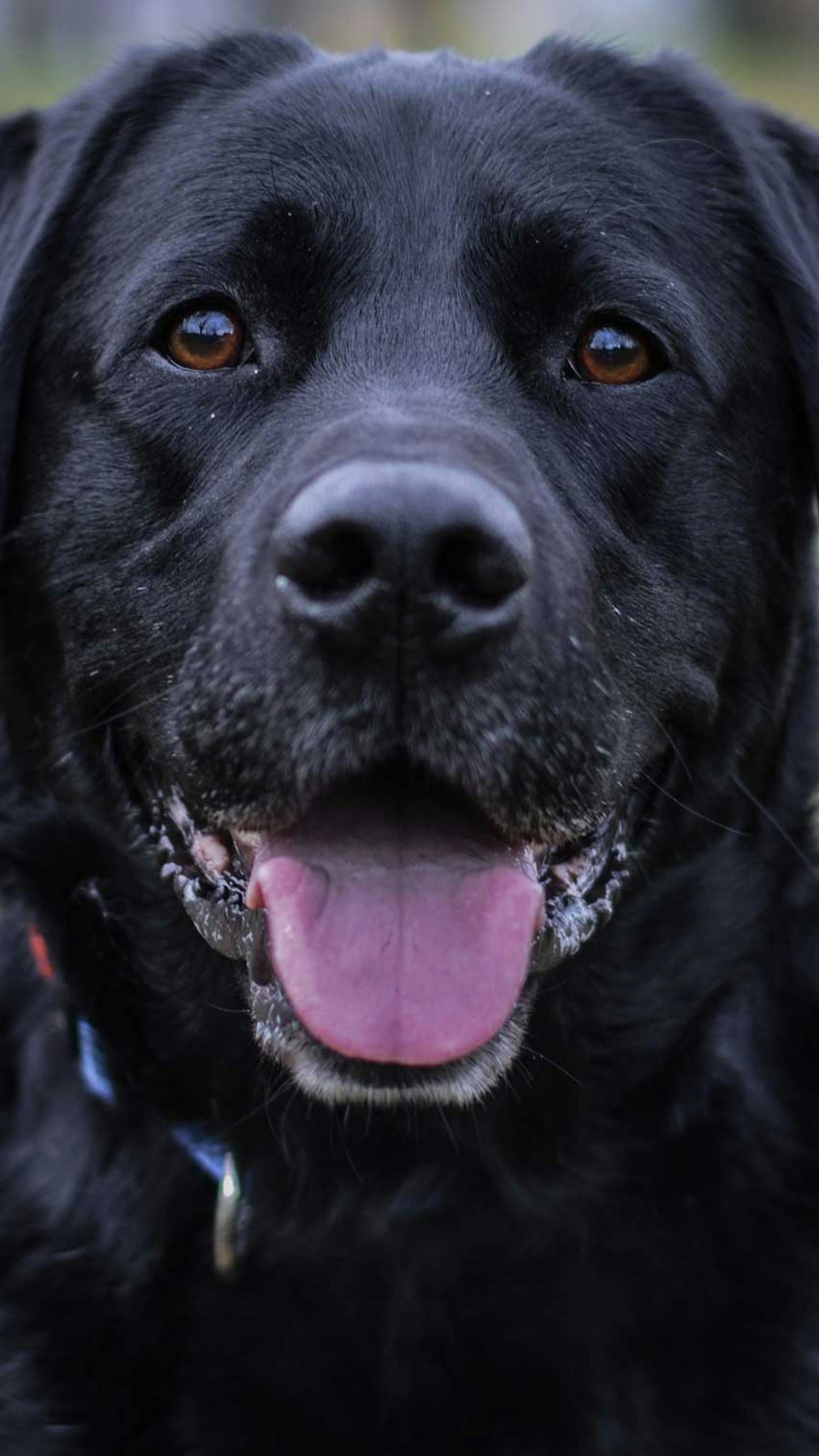 Hundar I Manniskoar Rakna Ut Din Hunds Alder Har Illvet Se