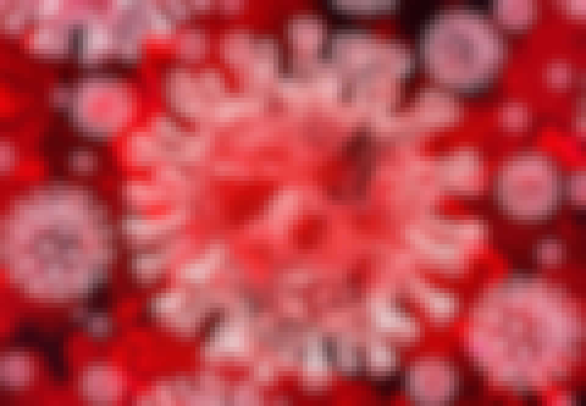 Coronavirus Coronavirus