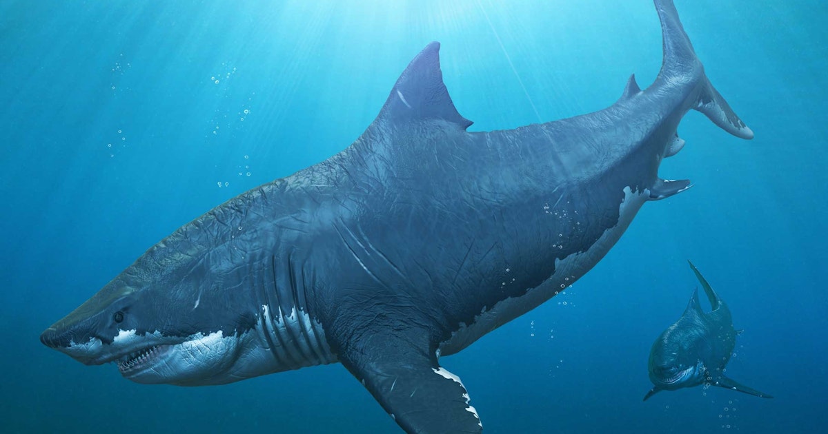 Megalodon - meet the largest shark ever here | scienceillustrated.com