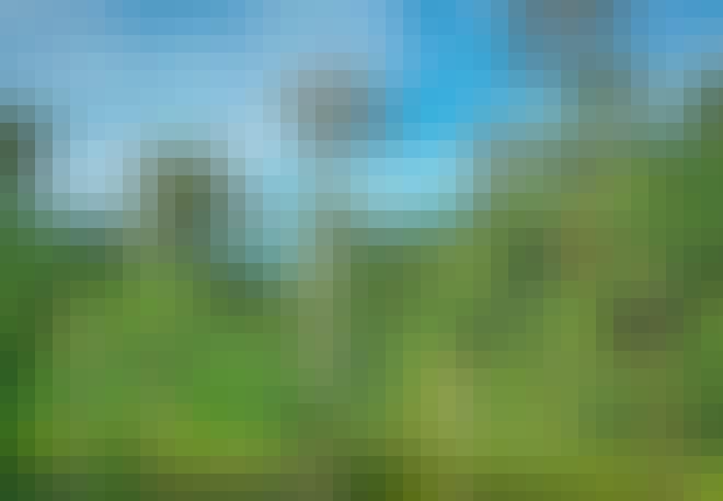 Tualangbomen groeien in meerdere Aziatische landen Tualangbomen groeien in meerdere Aziatische landen