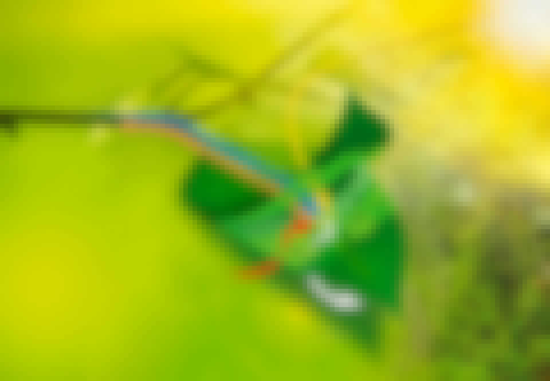 Näin fotosynteesi tapahtuu Näin fotosynteesi tapahtuu