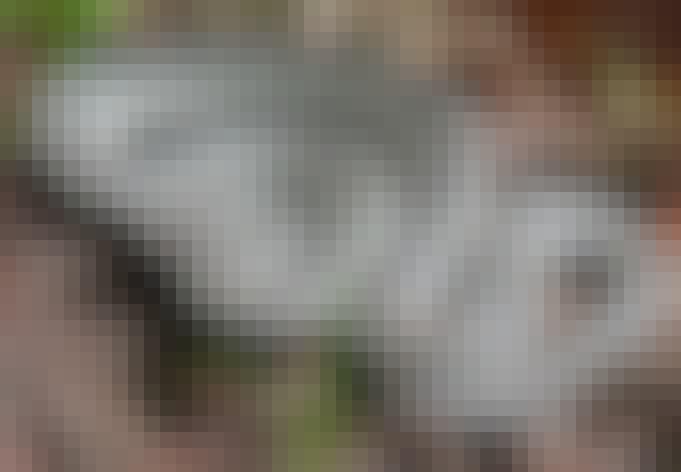 Hugorm i Danmark - er et bid fra en hugorm farligt? | Illvid.dk