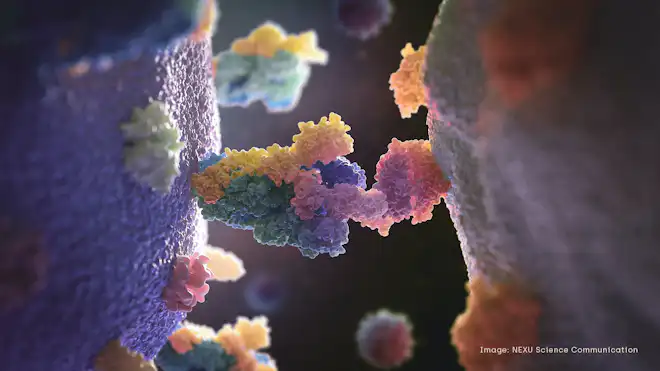 Koronavirusets spikeprotein binder seg til ACE2-reseptoren.