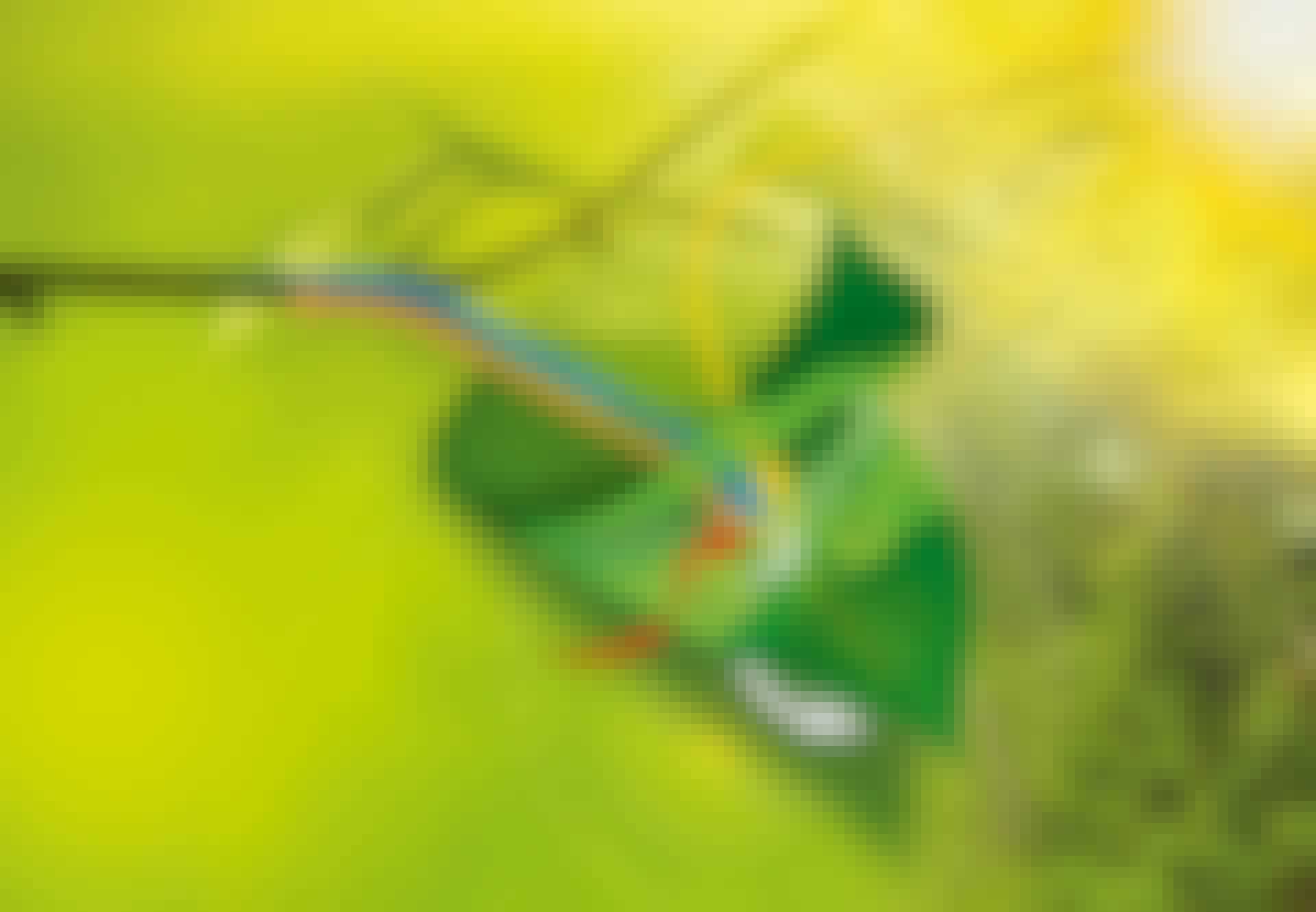 Näin fotosynteesi tapahtuu Näin fotosynteesi tapahtuu