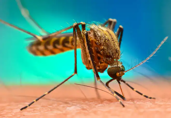 Epidemi malaria – malariamygg