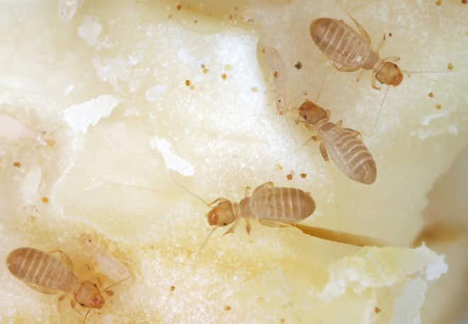 6 Kryb Der Bor I Dit Hjem Illvid Dk