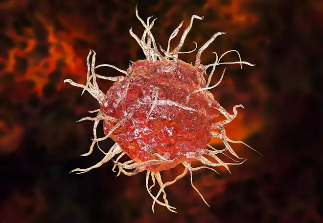 Immunforsvar - Dendritceller