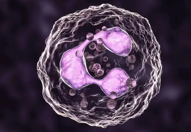 immunforsvar granulocytter