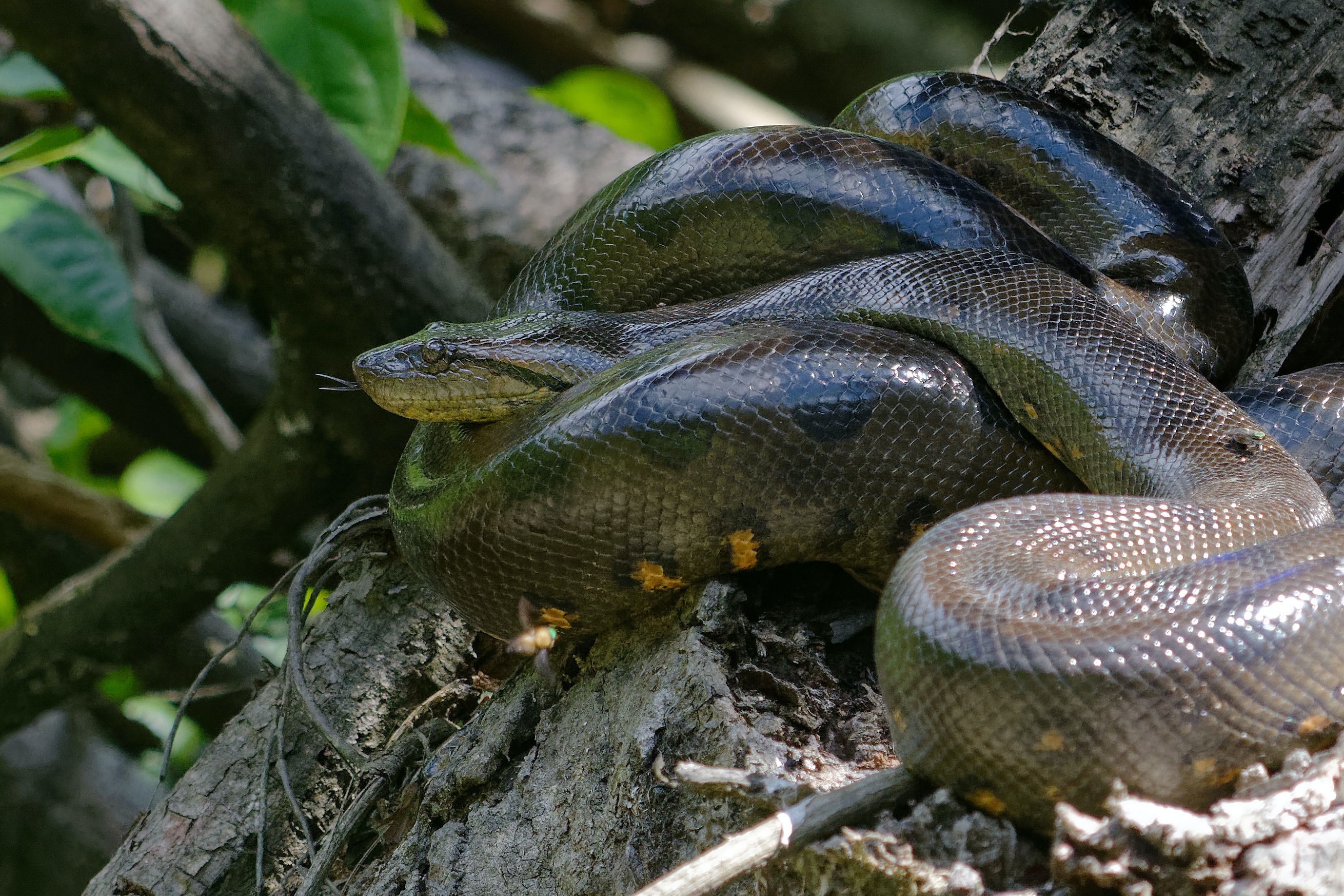Antwerpse politie vindt meterslange tijgerpython in rijtjeshuis