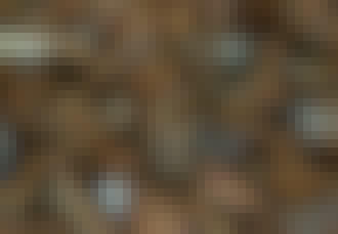 Kinin – bark Kinin – bark