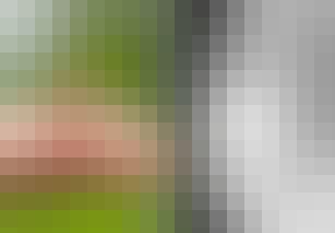 Bi og brystkræft - Honningbiens gift tager brodden af kræftceller