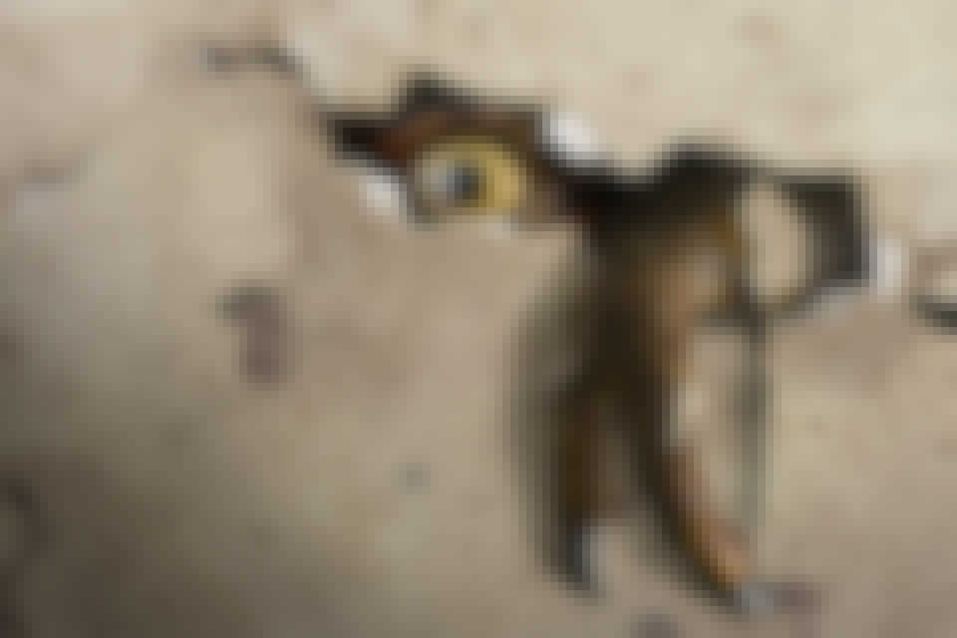 Kloning af dinosaurer Kloning af dinosaurer