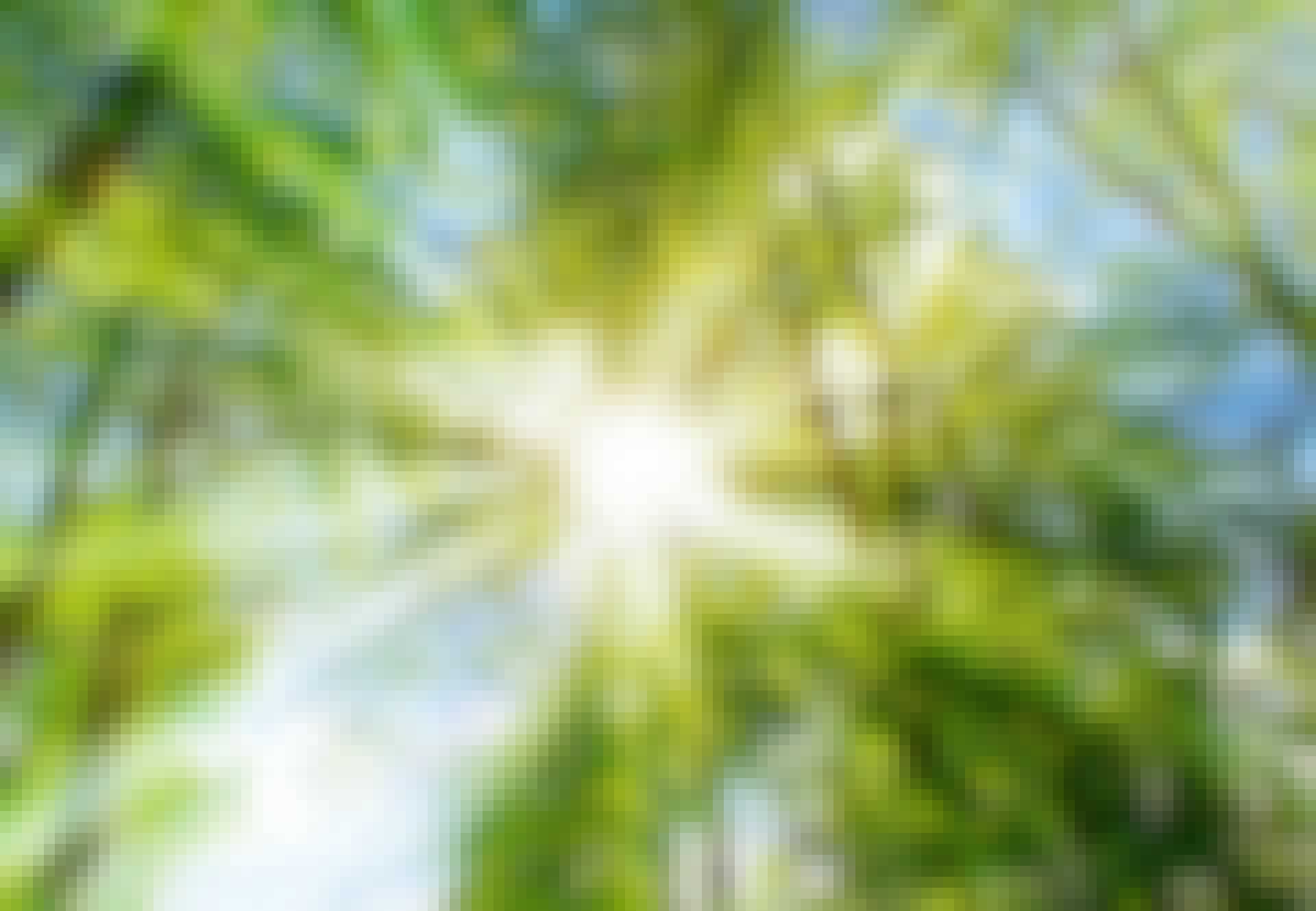 Auringon valo loistaa puiden latvusten välistä Auringon valo loistaa puiden latvusten välistä