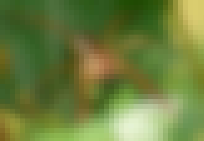 Spinnen in Nederland - Kleine gerande oeverspin Spinnen in Nederland - Kleine gerande oeverspin