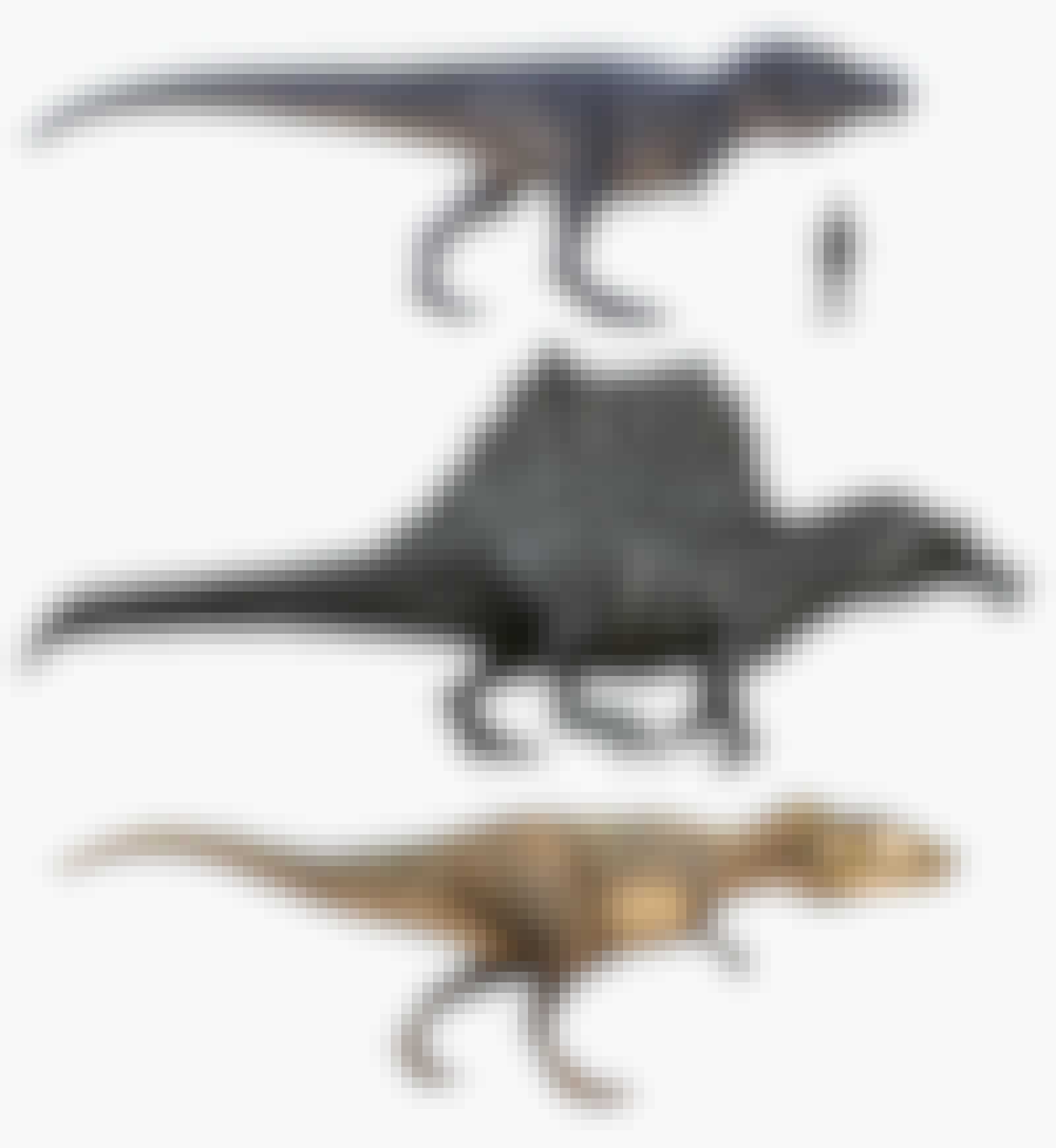 T. rex og andre store rovdinosaurer T. rex og andre store rovdinosaurer