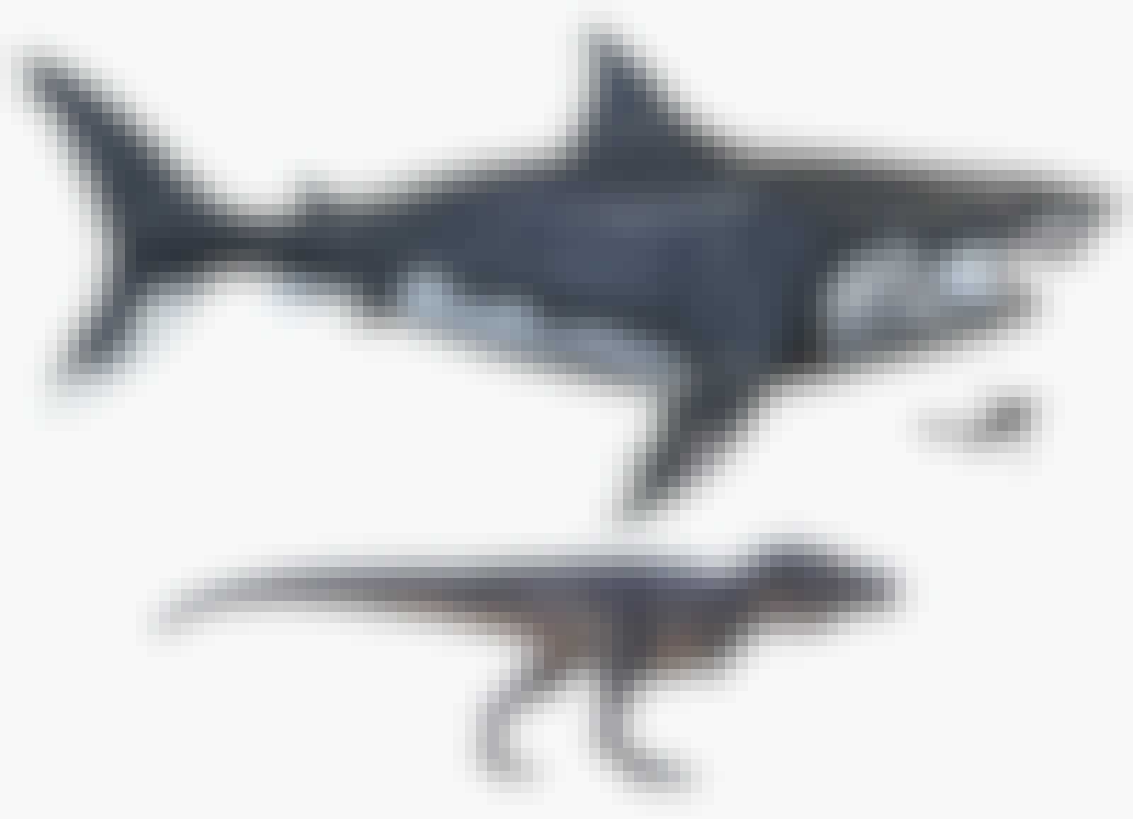 T. rex og det største rovdyr nogensinde T. rex og det største rovdyr nogensinde