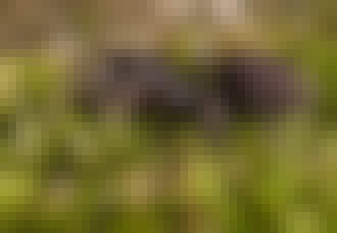 Spindlar i Sverige – tapetserarspindel i naturen Spindlar i Sverige – tapetserarspindel i naturen