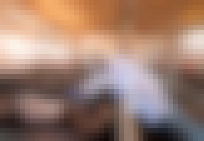 Gris med svineinfluensa Gris med svineinfluensa