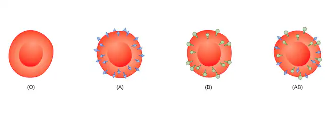 De ulike blodtypene med ulike antigener