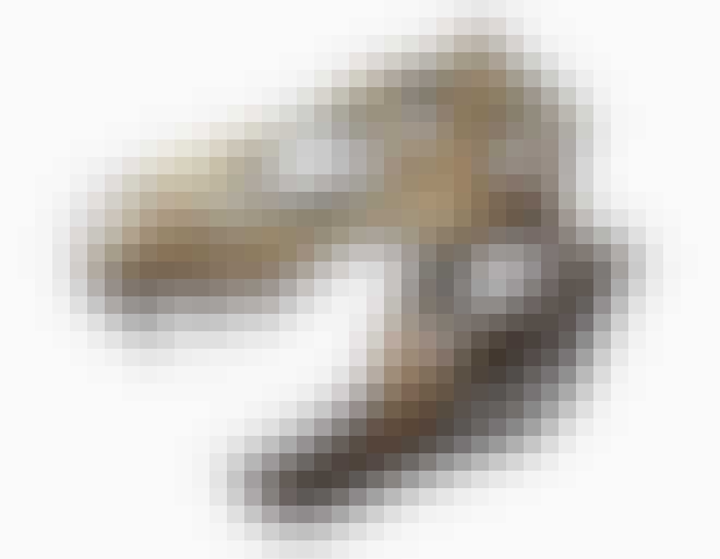 Tyrannosaurus rex kranium Tyrannosaurus rex kranium