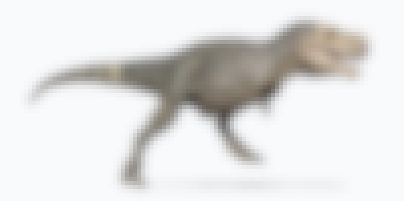 Tyrannosaurus rex rent Tyrannosaurus rex rent