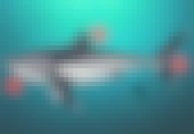 Megalodon grootte Megalodon grootte